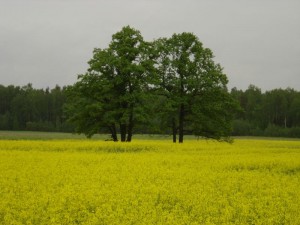 Dzelteni vilnainais rapsu lauks