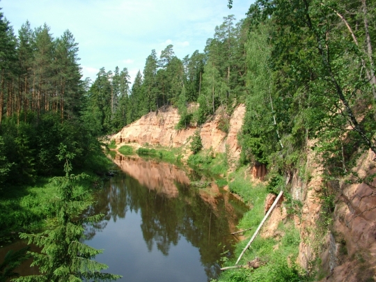 nelkuklintis