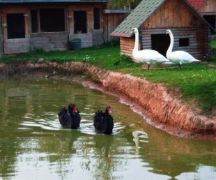 Mini zoodārzs Audriņu pagastā